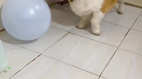 Puppy love to play with balloon