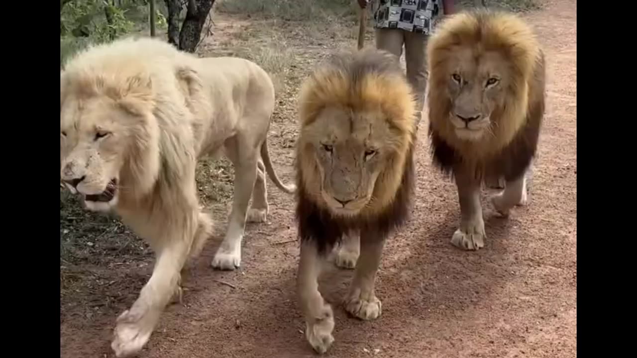 Hanging Out With The Lions In South Africa 🦁