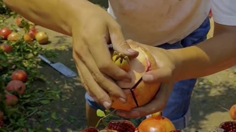 Fresh pomegranate farm cutting