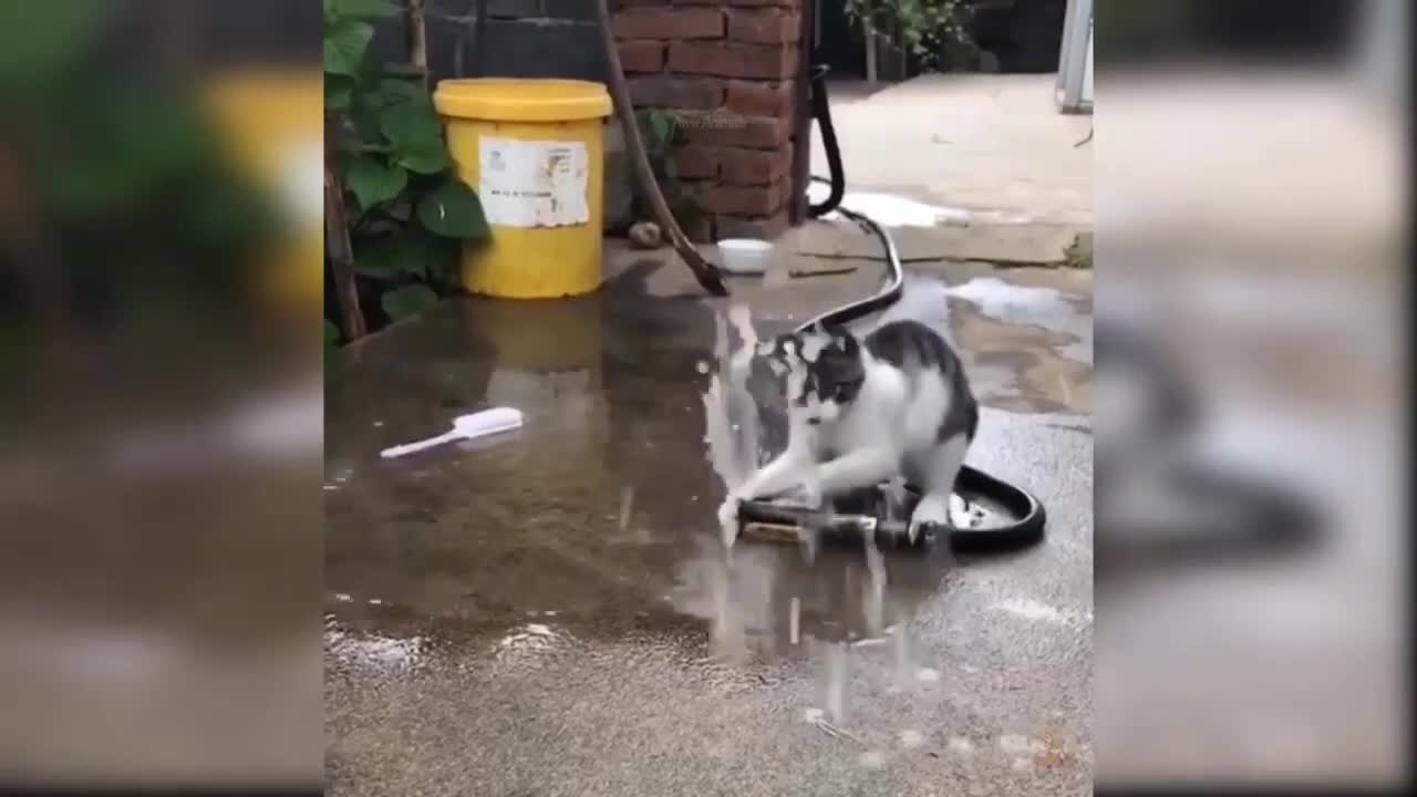 FUNNY ANIMALS VIDEOS SO CUTE.