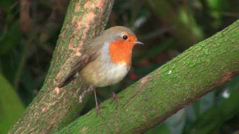 Robin bird singing in nature