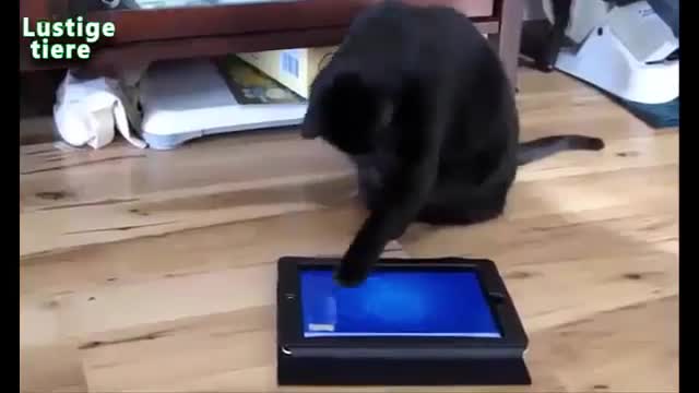 funny and flustered cats