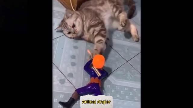 Funny Cat Playing