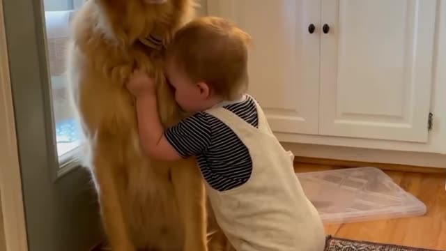 Loving parrots affectionately hug their cat friend