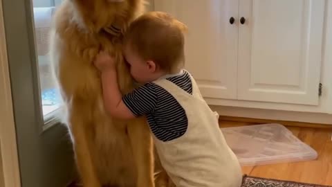 Loving parrots affectionately hug their cat friend