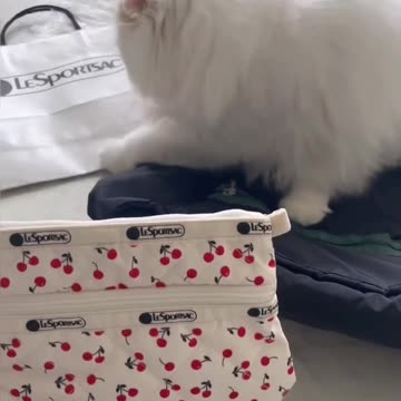 Fanny cat videos | kitty cat video | Cute cat videos | Pet Animal Video |