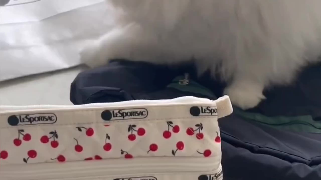 Fanny cat videos | kitty cat video | Cute cat videos | Pet Animal Video |