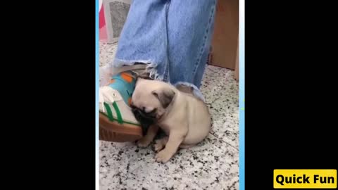 Dogs and Cats Very Funny Videos