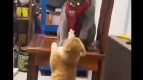 Cats vs. Toys: The Most Hilarious Playtime Battles!