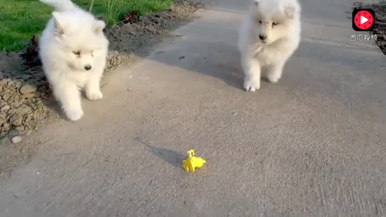 funny pets
