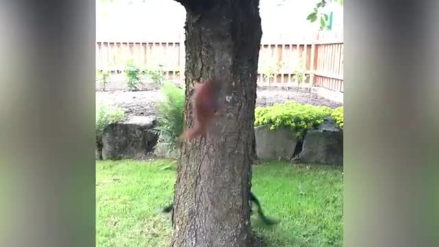 Squirrel dog was mischievous trolls to inhibit