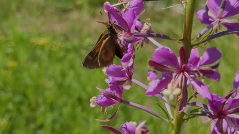 FIREWEED AND FRIENDS!