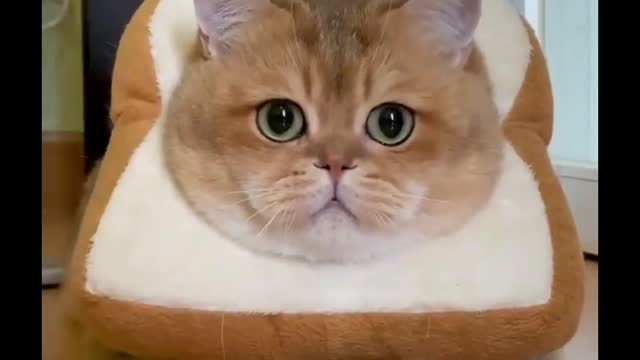 Cute & lovely cat