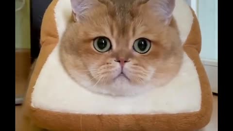 Cute & lovely cat