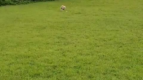 Cute puppy playing ball with its owner
