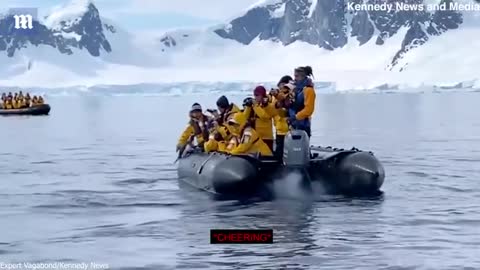 Penguin escapes killer whales by jumping into tourist boat in Antarctica