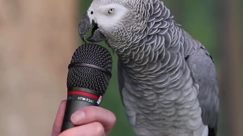 Wow! Watch this multi talented parrot🦜