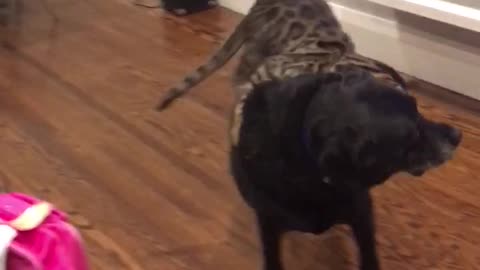 Small cat jumps on top of big black dog and then falls off