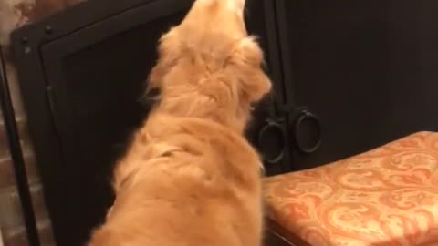 Golden retriever smelling its christmas stocking