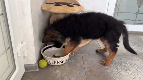 German Shepherd Puppy vs. Her Water Bowl!