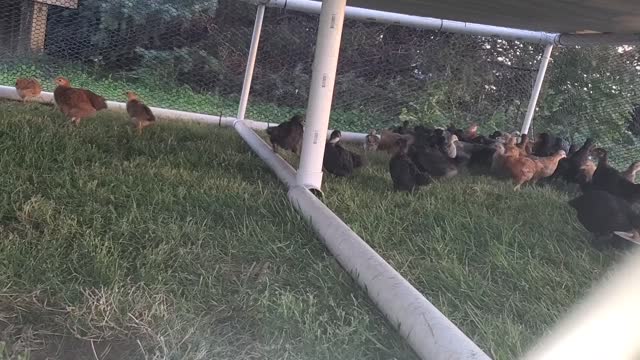 Chicken football