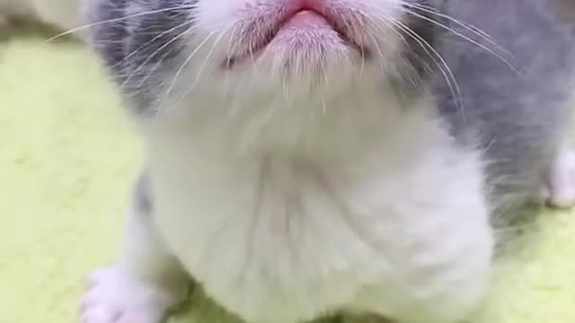 Adorable and Cute Kittens