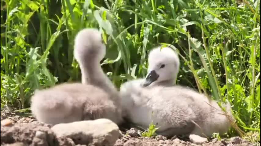 Amazing nature scenery with the relaxing sound of birds