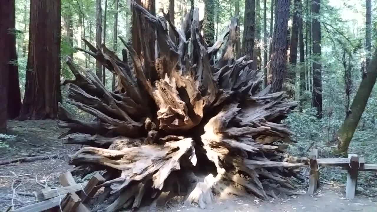 Redwood Trees roots CA