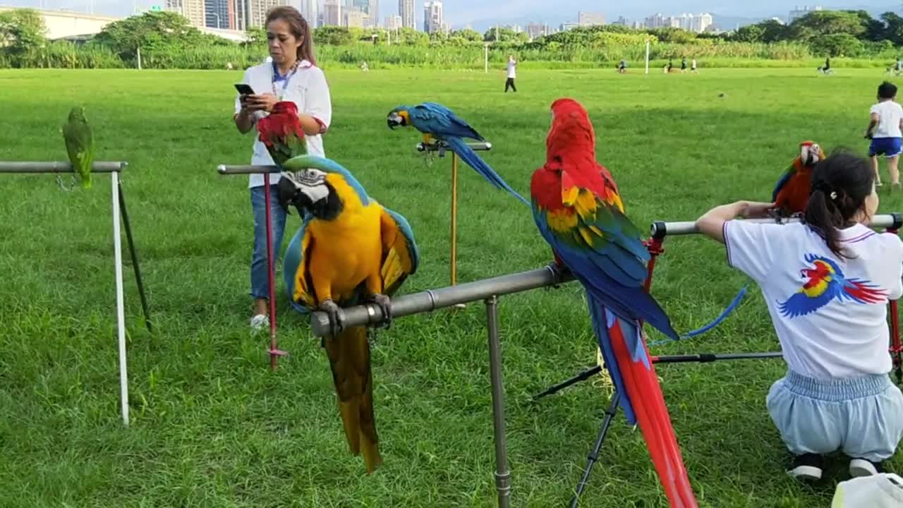 Colorful birds in the garden