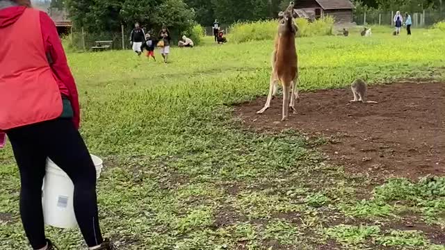 Kangaroo fight at petting zoo Kelowna BC