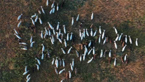 Aerial view. Goats grazing in field on farmland