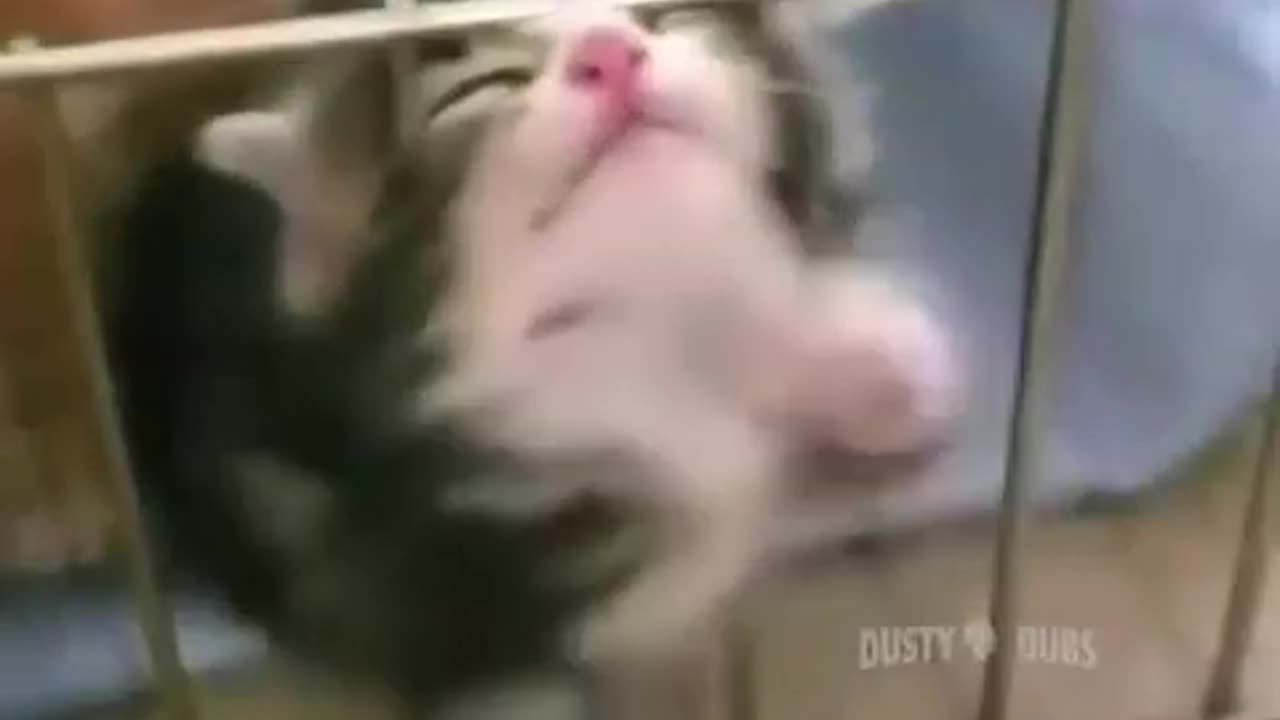 3 minutes funny animal videos