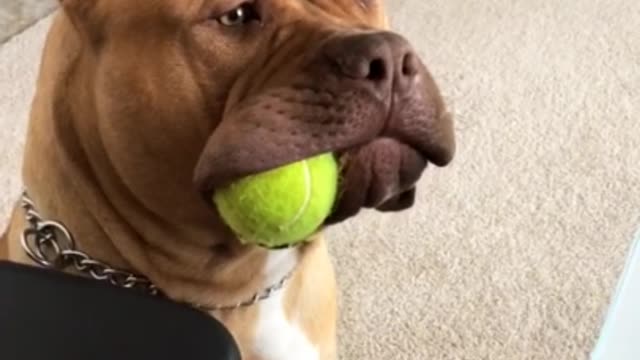 Funny dogs video