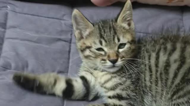 Baby cats like people's hands.