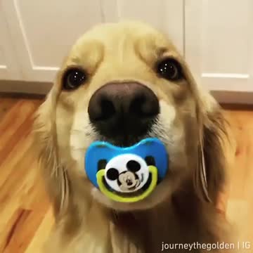 Funny dog become baby successfully