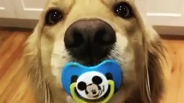 Funny dog become baby successfully