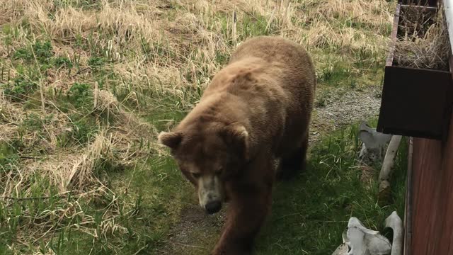 Back Rub for a Brown Bear