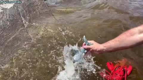 Sea Animal Toys Playing with Real Sea Animals