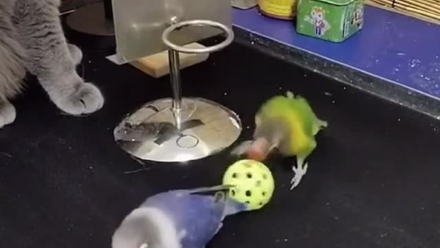 FUNNY ( Parrot gameplay)