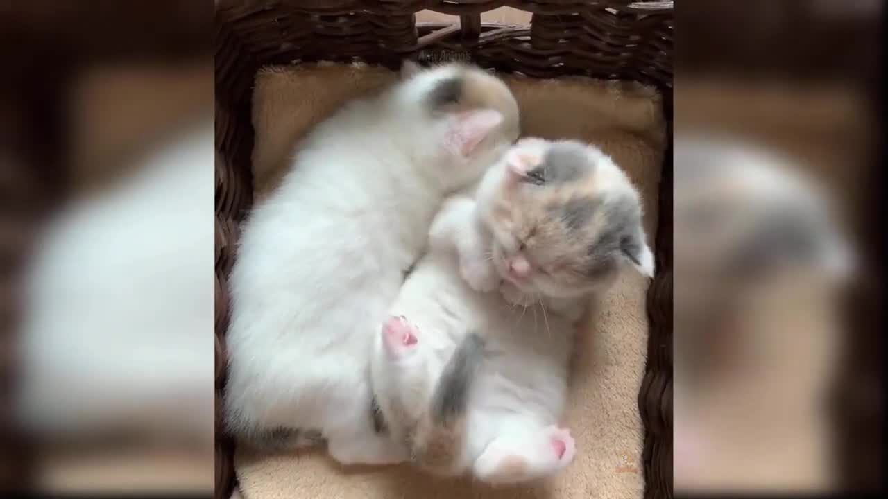 Cute Funny cats COMPILATION!! #5