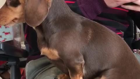 Attention Seeking Dachshund Won't Let Owner Stop Stroking Her
