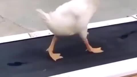 Duck trying the treadmill