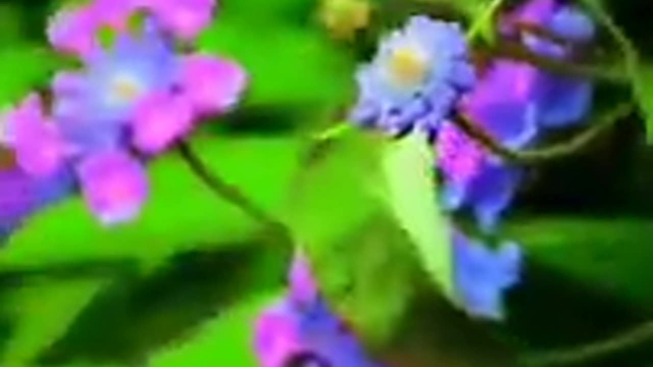 beautiful_flowers_whatsapp_status__variety_whatsapp_status_nature_status__#shorts_#reels__flowers