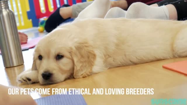 FUNNY DOGS DOING YOGA WITH OWNERS