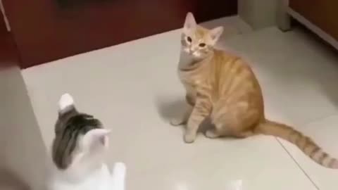 funny cat doing funny