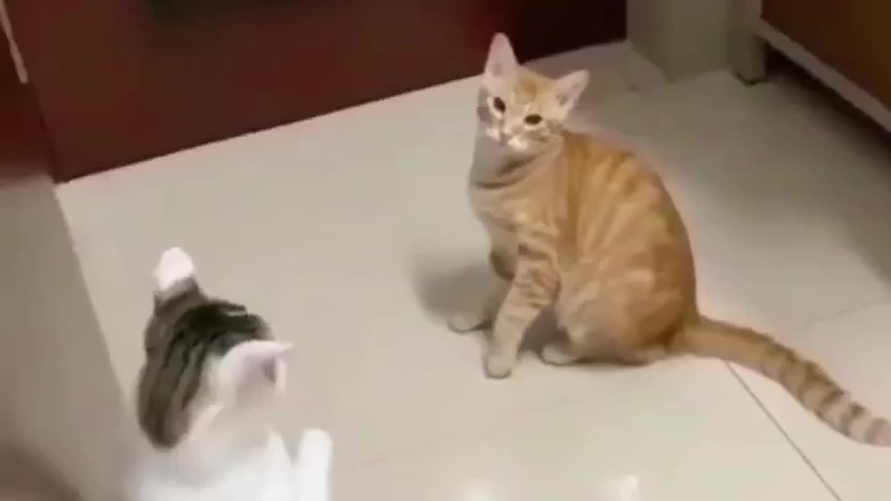 funny cat doing funny