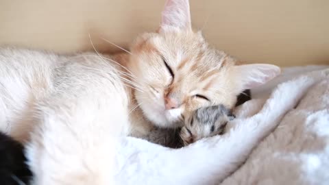 Mother cat Mimi sleeps with her baby kitten as a pillow