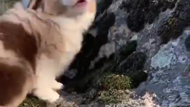 Little puppy howls