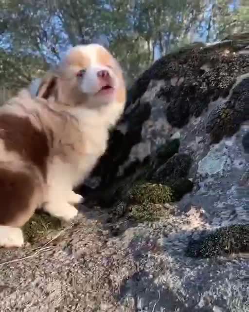 Little puppy howls
