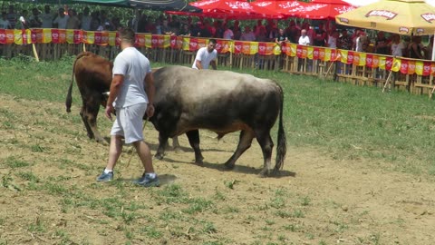 Brizan od Alajbegovića vs Medonja od Čosića